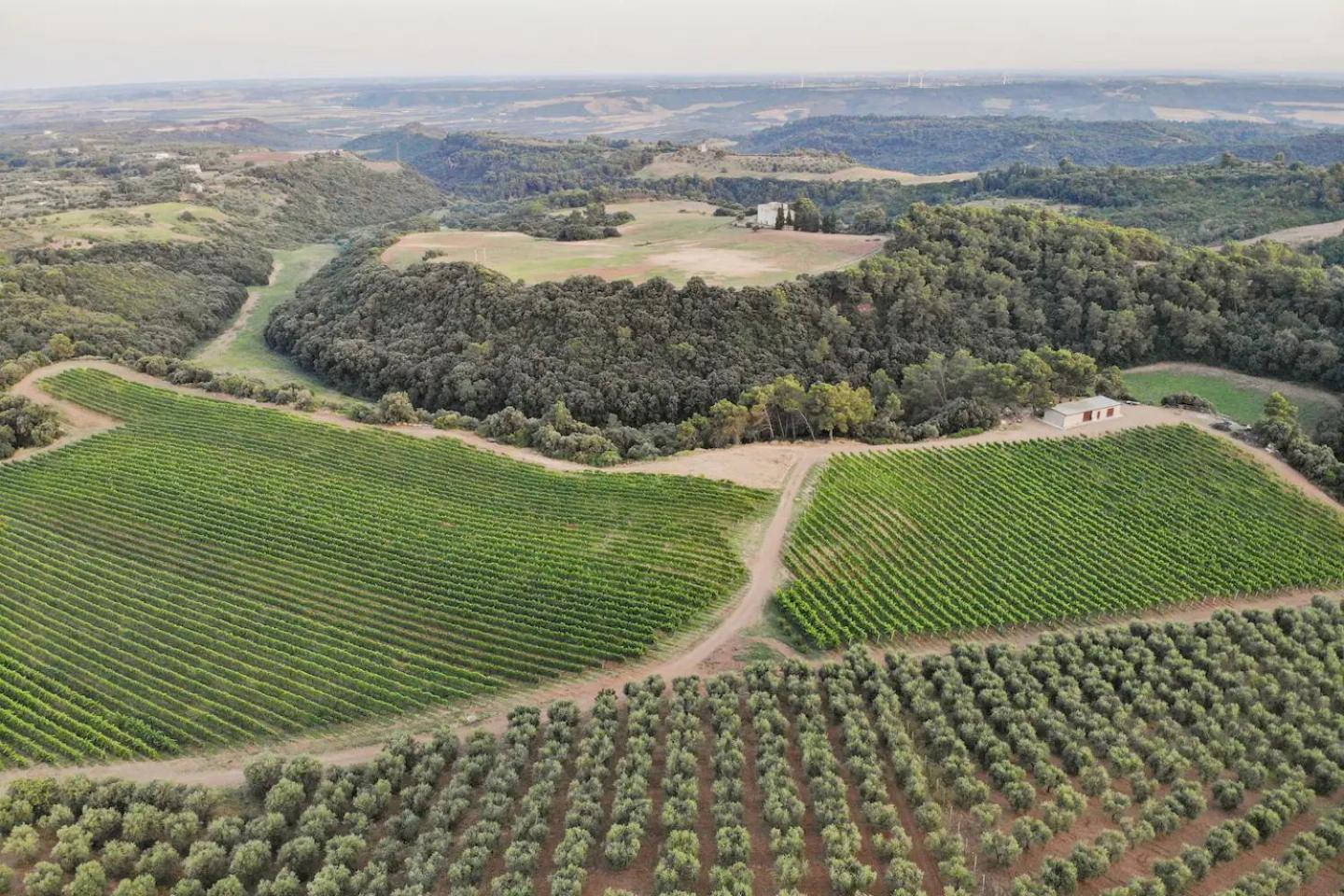 La Volpe E L'Uva Dimore Montescaglioso Zewnętrze zdjęcie